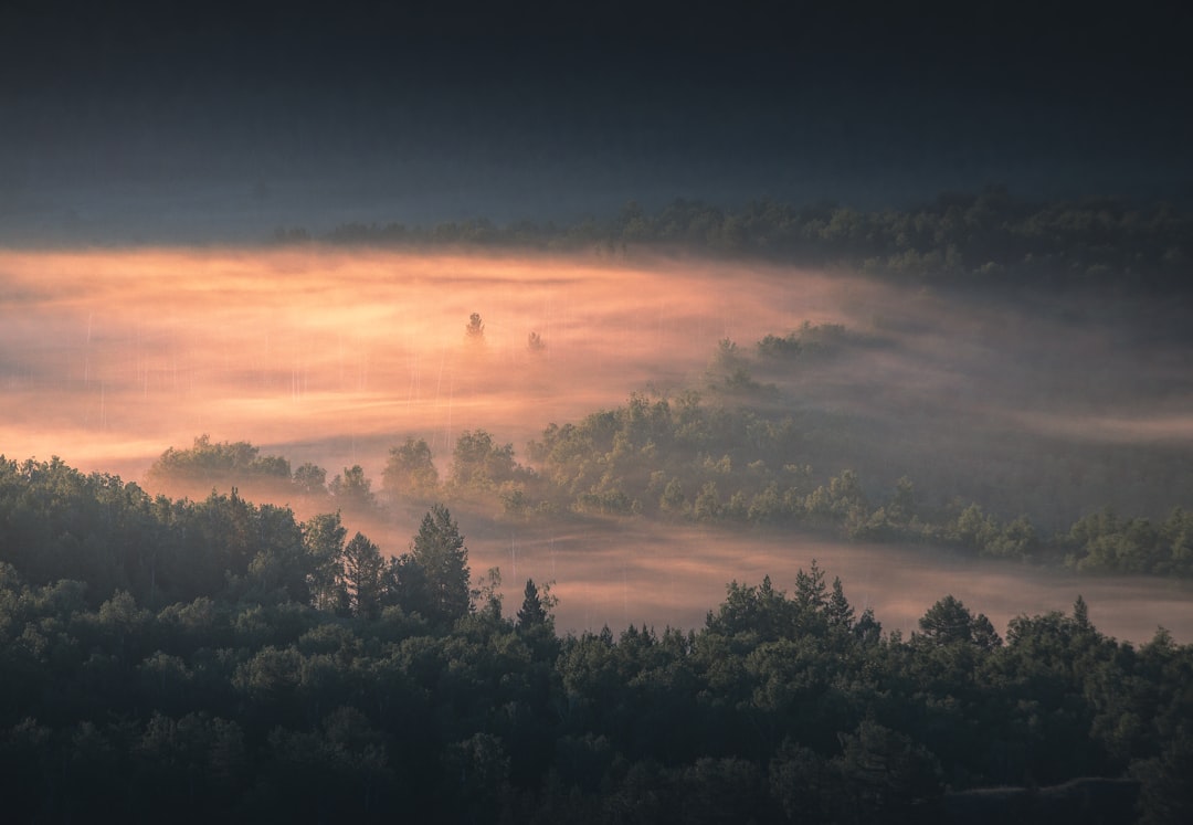 Misty forest landscape with warm sunlight breaking through